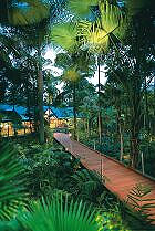 Daintree Rainforest