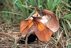Outback wildlife