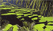 central bali