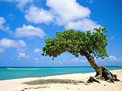 Aruba's windswept beaches