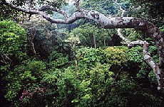 panama