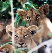 Kruger National Park
