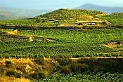 Vineyard vistas