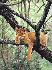 Lake Manyara's lions
