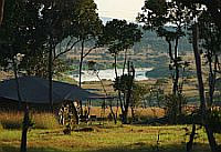 Seeking the migration in the northern Serengeti