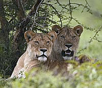 Expect excellent game and many predators
